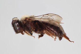 Andrena washingtoni FEM CFP