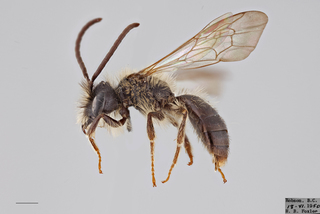 Andrena washingtoni MALE mm x ZS PMax