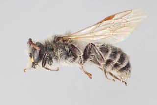 Andrena wellesleyana MALE CFP