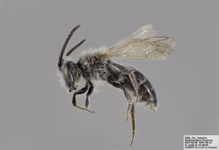 Andrena wilkella MALE CFP comp