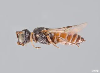 Caenoprosopina holmbergi Female