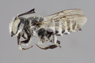 Coelioxys grindeliae male lat comp ps