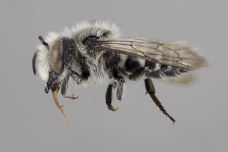 Coelioxys sodalis male lat comp ps