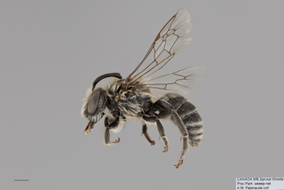 Colletes brevicornis MALE mm .x f