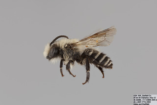 Colletes consors MALE mm .x f