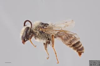 Colletes howardi MALE mm .x ZS PMax