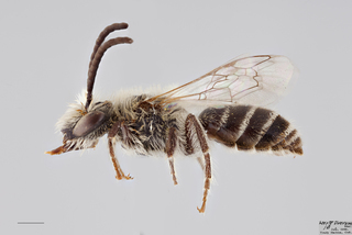Colletes hyalinus MALE mm .x ZS PMax