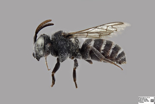 Dioxys pacificus MALE CFP f