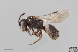 Hylaeus coloradensis FEM mm .x ZS PMax