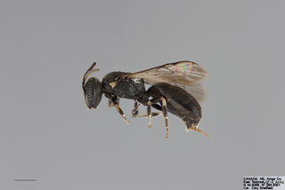 Hylaeus mesillae FEM mm .x f