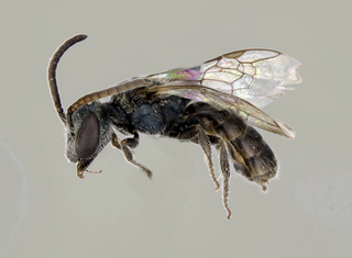 Lasioglossum tegulare male lateral comp ps