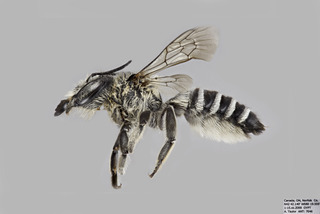 Megachile addenda FEM comp