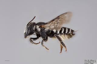 Megachile apicalis FEM mm .x f