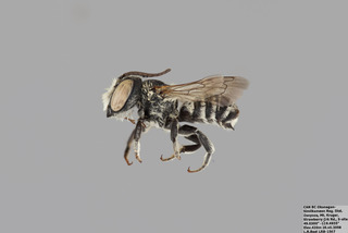 Megachile apicalis MALE mm - f