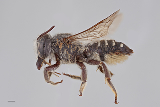 Megachile coquilletti FEM mm .x ZS PMax