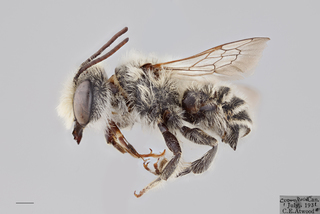 Megachile coquilletti MALE mm .x ZS PMax