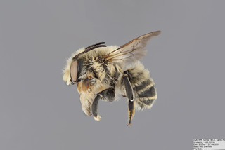 Megachile dentitarsus MALE mmm - f