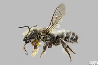 Megachile frigida MALE f