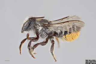 Megachile gentilis FEM mm .x ZS PMax