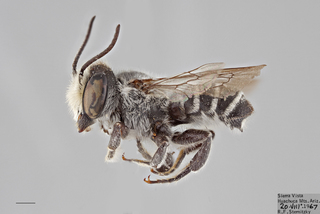 Megachile gentilis MALE mm .x ZS PMax