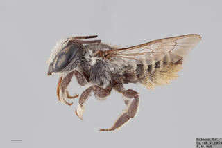 Megachile lippiae FEM mm .x ZS PMax