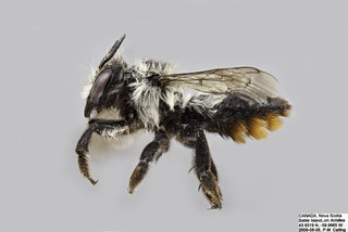 Megachile melanophaea FEM comp