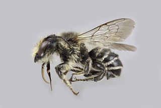 Megachile mendica MALE comp