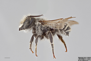 Megachile onobrychidis MALE mm .x ZS PMax