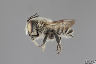 Megachile parallela MALE mm - f