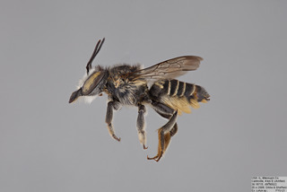 Megachile petulans FEM mm - f