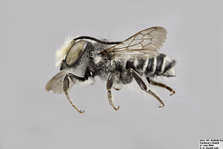 Megachile petulans MALE comp