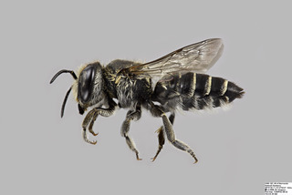 Megachile rotundata FEM comp