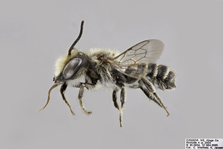 Megachile rotundata MALE