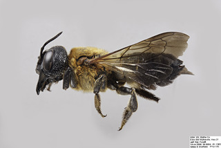 Megachile sculpturalis FEM comp