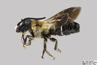 Megachile sculpturalis MALE comp