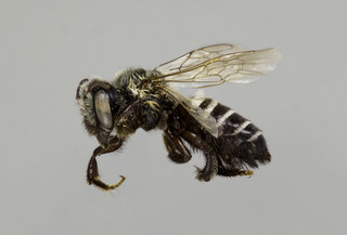 Megachile sublaurita type lat right comp
