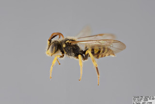 Nomada luteoloides MALE mm