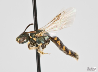 Perdita octomaculata Female