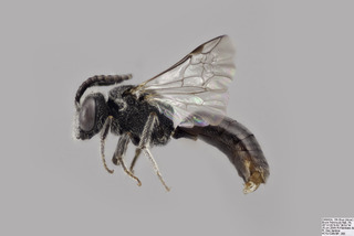 Sphecodes prosphorus MALE CFP f