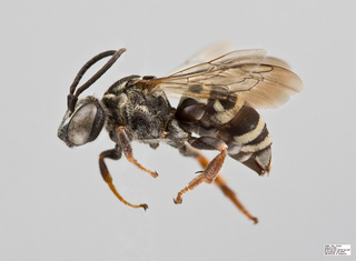 Triepeolus pectoralis Female
