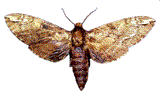 catalpa moth