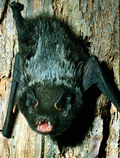 Lasionycteris noctivagans (LeConte); Silver-haired Bat
