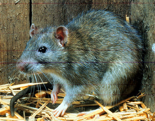 Mammals that you are legaly allowed to own in The Netherlands Rattus_norvegicus,I_RB27