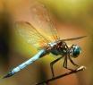 Click for Dragonflies