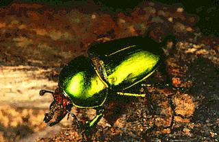 سوسک آبزی - Beetle Coleoptera,_Beetles.LUCID000139.320