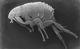 A scanning electron micrograph of a flea