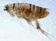 A cat flea. Cat fleas are usually found on dogs as well as cats.