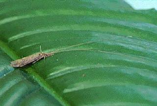 A caddisfly resting on a leaf