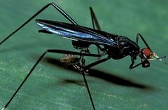 Pseudoscorpion on fly legs