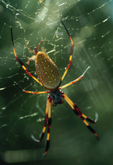 Araneae -- Spiders